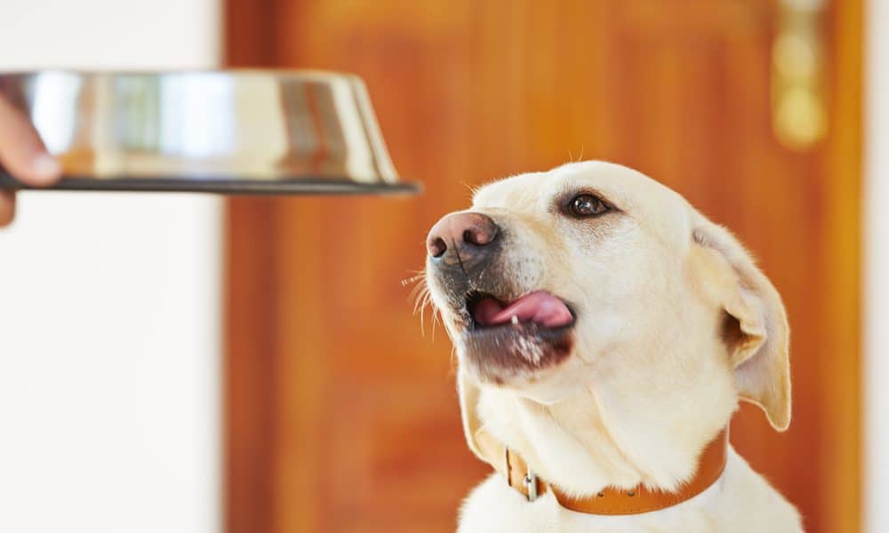 is it better to feed a dog wet or dry food