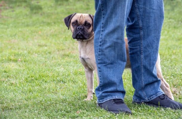 My Dog Is Afraid Of Other Dogs! What Should I Do? - The Dogington Post