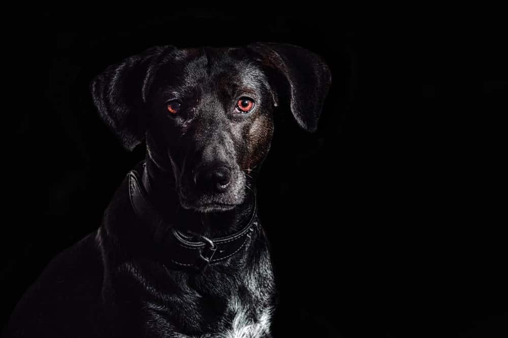 5 Monstrous Black Dogs From British Folklore