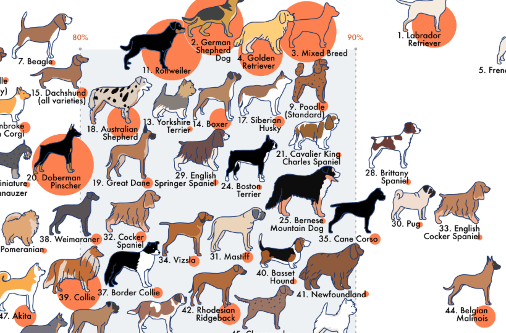 Dog Infographics Dog Breeds Chart Dog Breeds Dog Infographic Photos