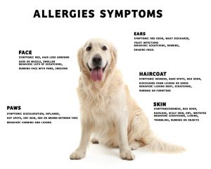 5 Signs Your Dog is Having an Allergic Reaction - The Dogington Post