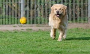 Golden Retriever 750585 640 Min