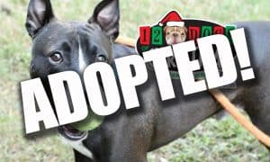 Snoop Adopted