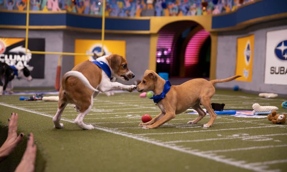 Pregame Warmup: Fun Facts About Puppy Bowl XVI (This Sunday!) - The ...