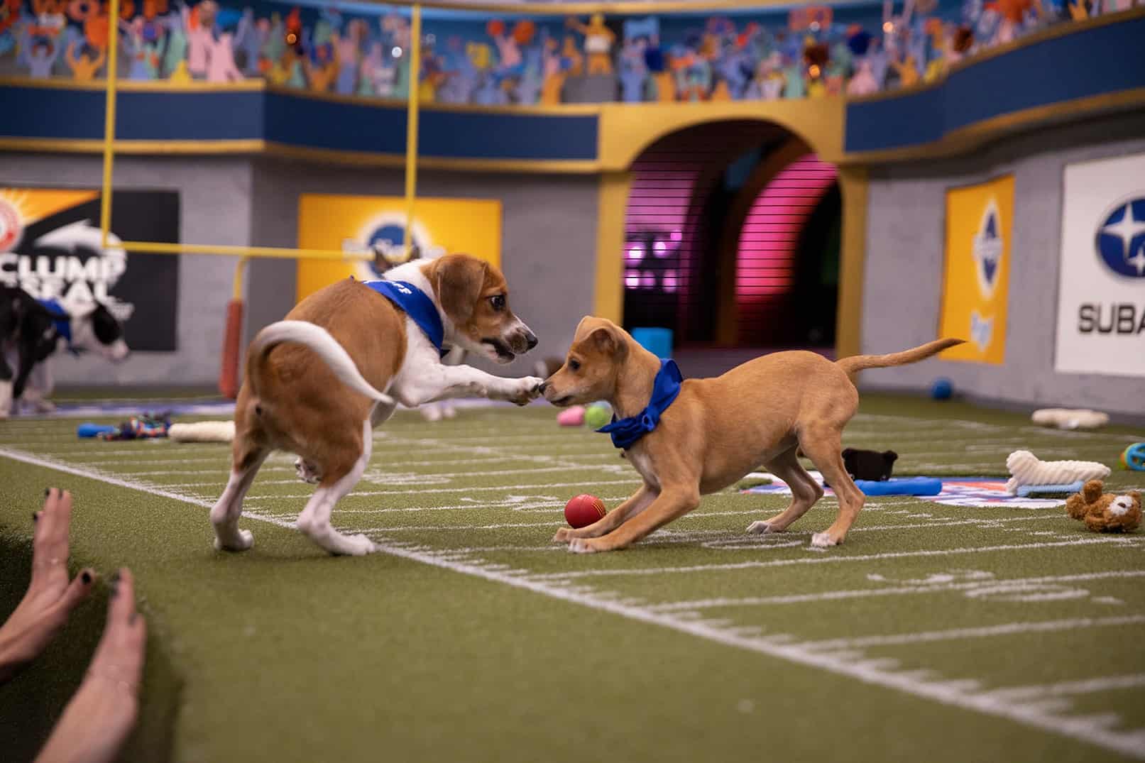 Pregame Warmup: Fun Facts About Puppy Bowl XVI (This Sunday!) - The ...