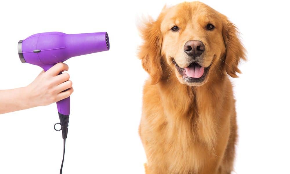 how to use andis clippers on dog