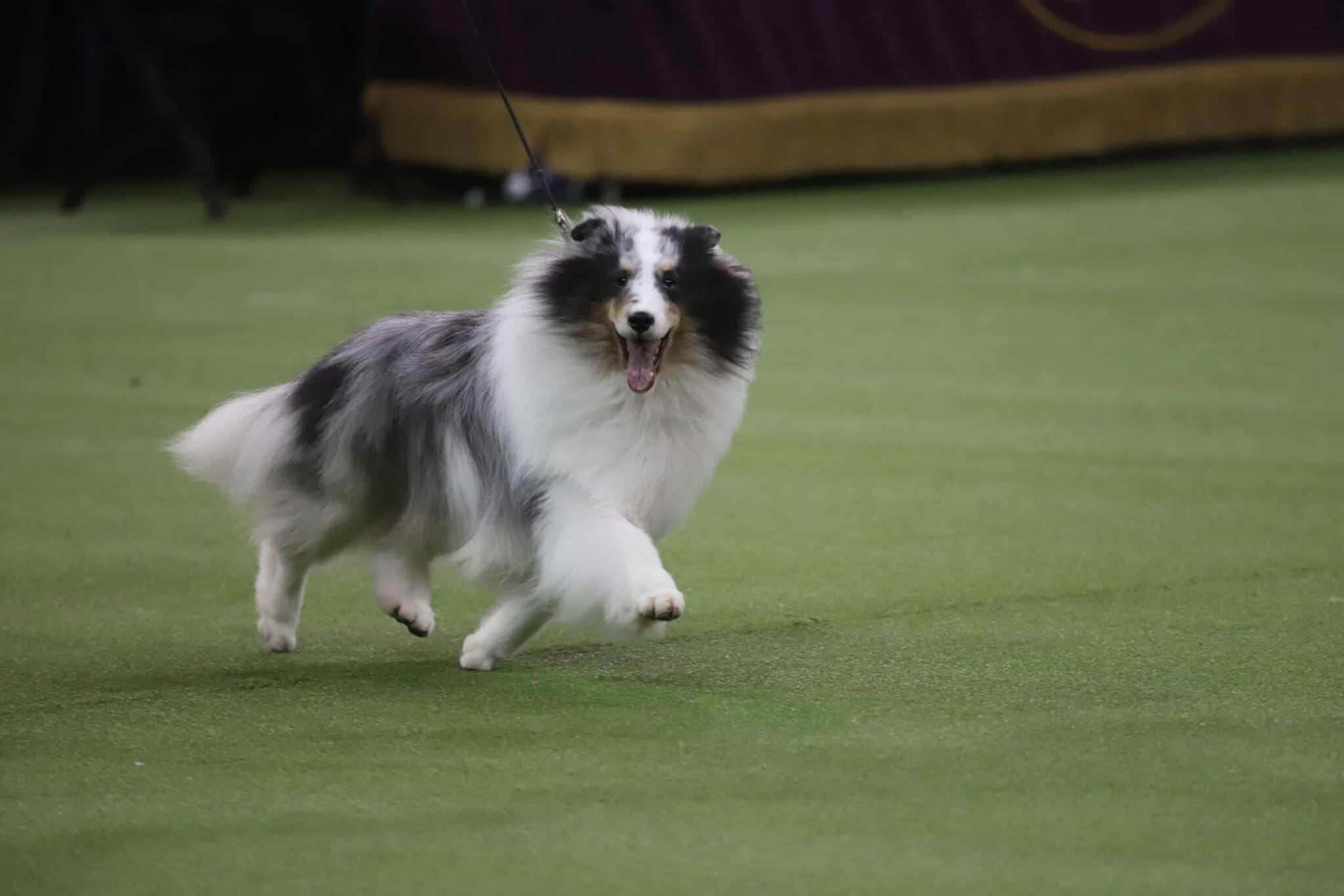 Behind the Scenes at Westminster: Dog Show Curiosities, Secrets, and ...