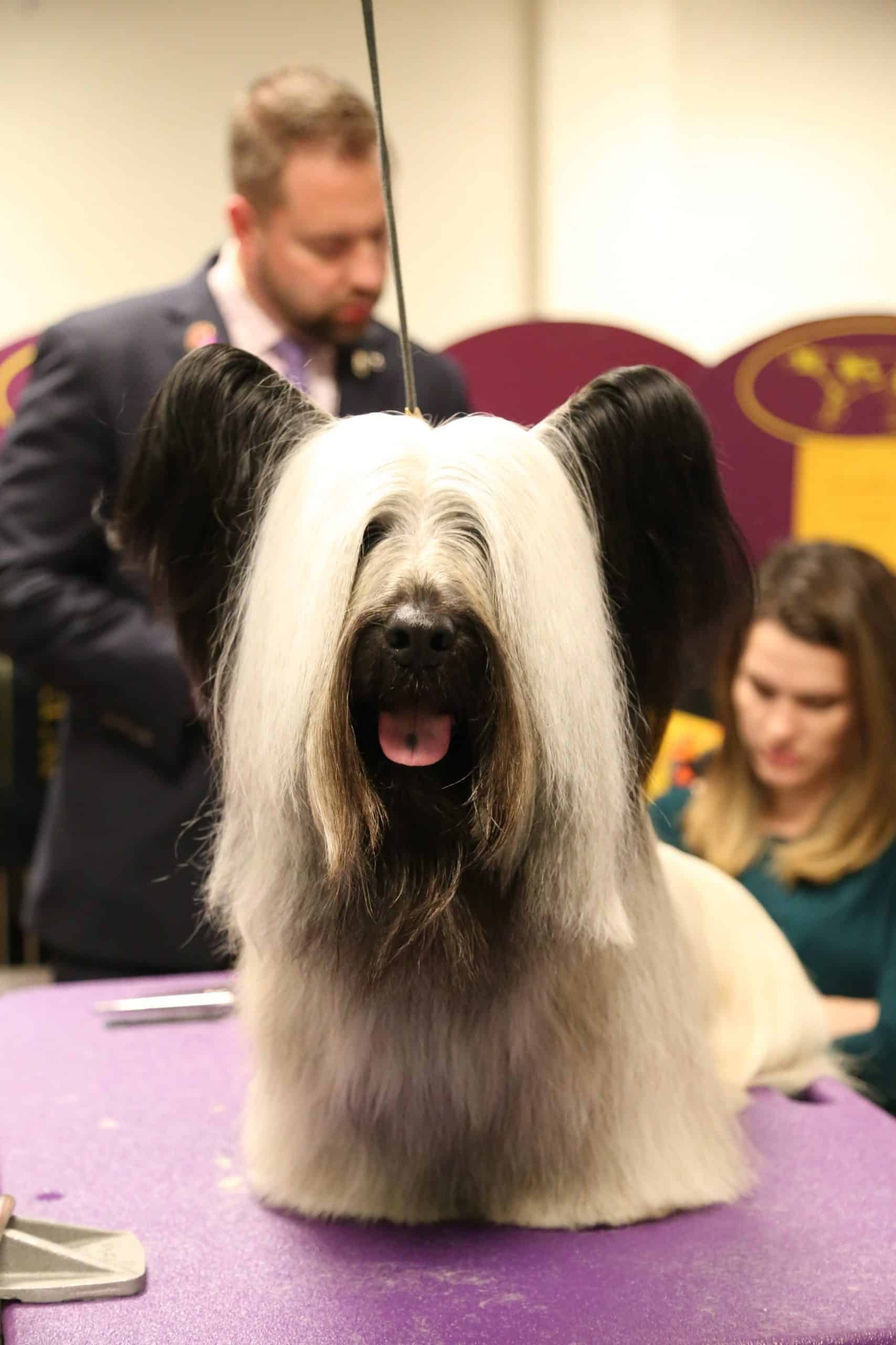 Behind the Scenes at Westminster: Dog Show Curiosities, Secrets, and ...