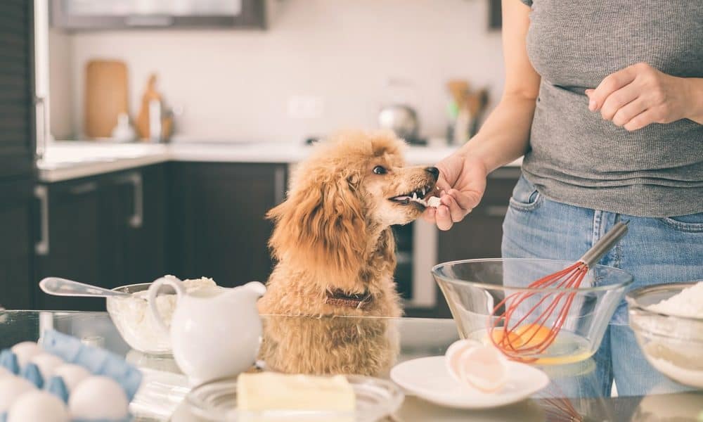 DIY Food for Dogs Archives - The Dogington Post