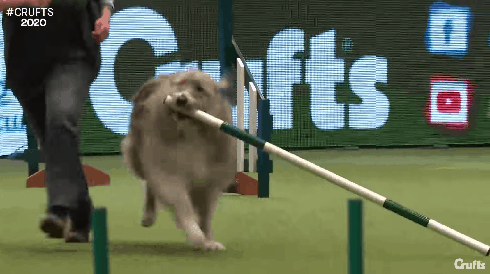 Dog agility sale funny