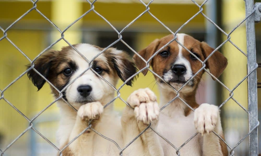 Humane Society of Grand Bahama Ravaged by Hurricane Dorian Gets ...