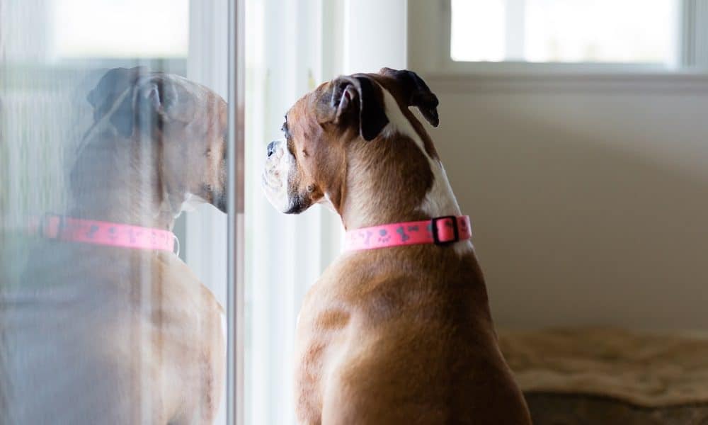 Quarantined? Activities To Keep Your Dogs Entertained and Active