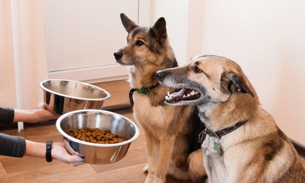 Discount Dog Food: A Nutritious and Affordable Option for Your Furry Friend