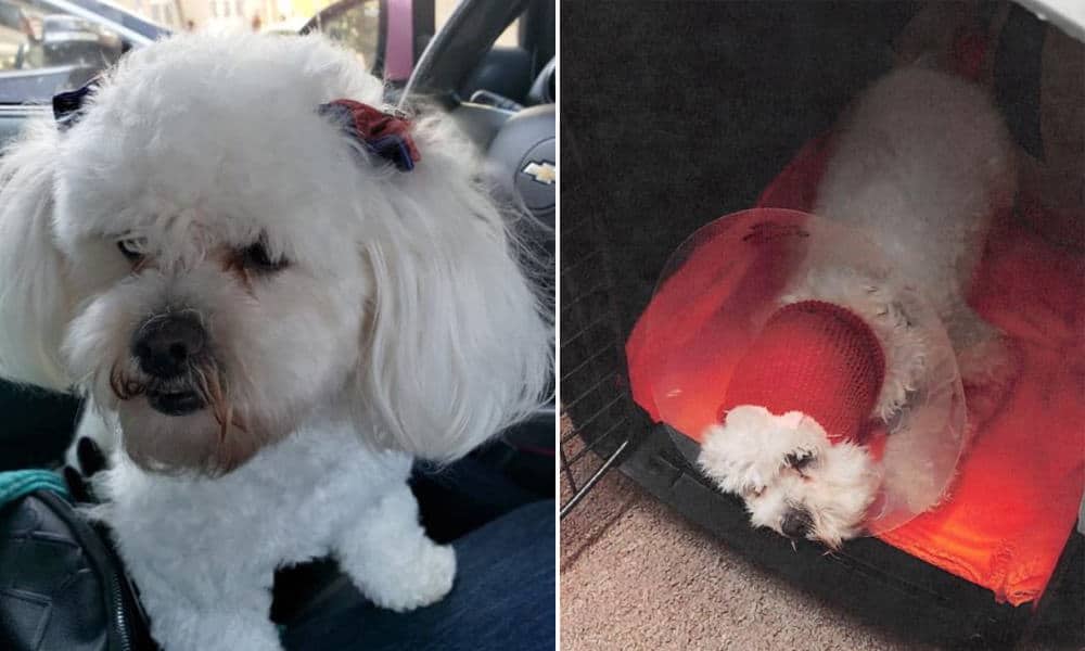 4 PetSmart employees charged with animal cruelty after poodle dies