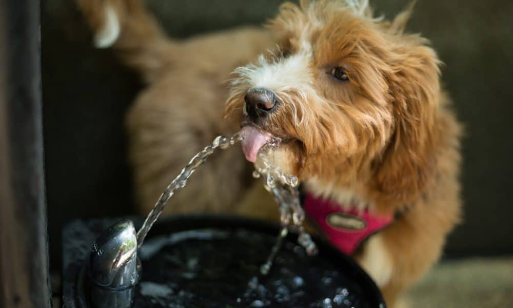 Why Your Dog Needs a Water Fountain Bowl - Proud Dog Mom