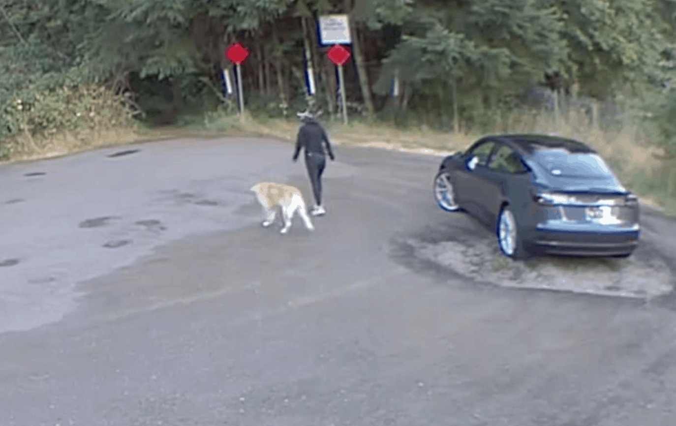 hidden spy cam caught with dog