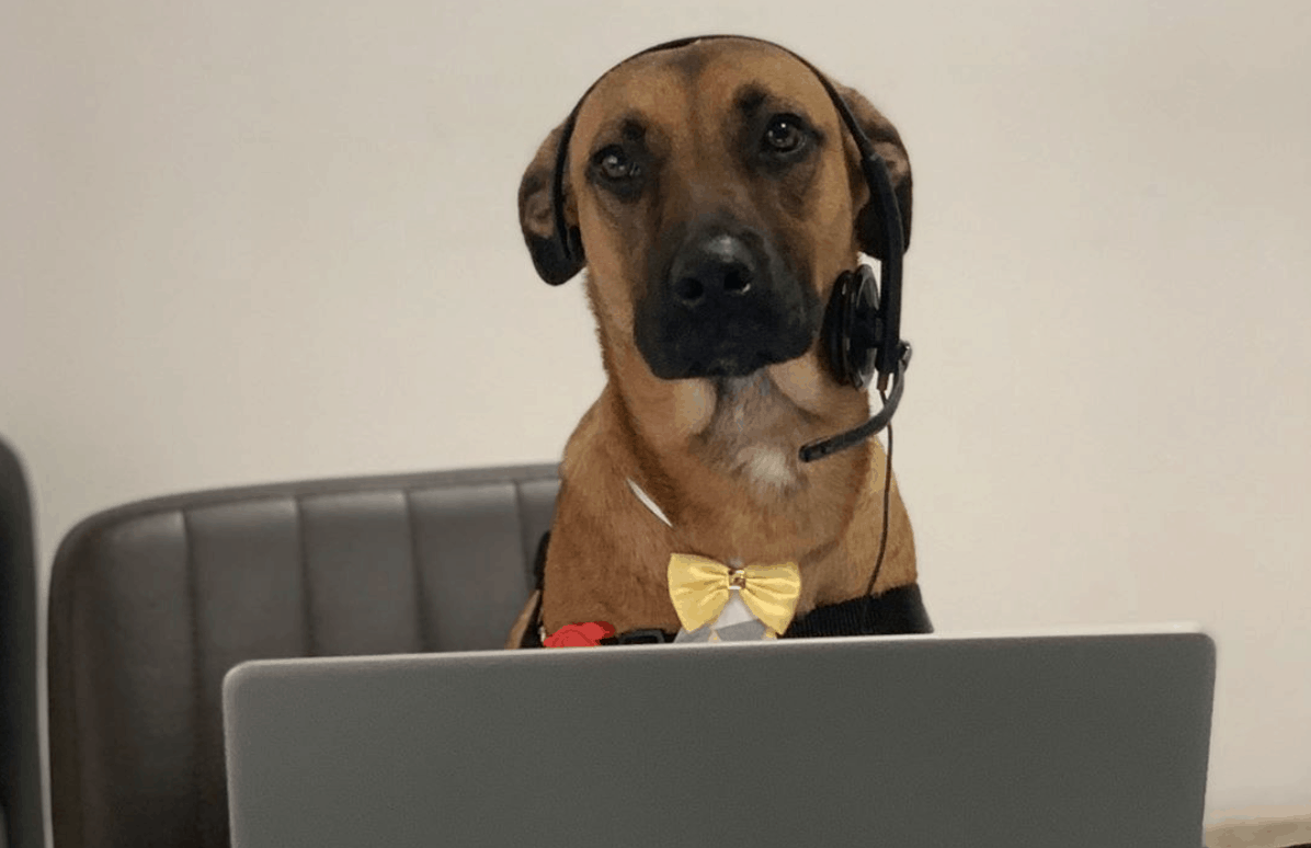 A Stray Wandered Into A Dealership And Became A Brand Ambassadog - The 