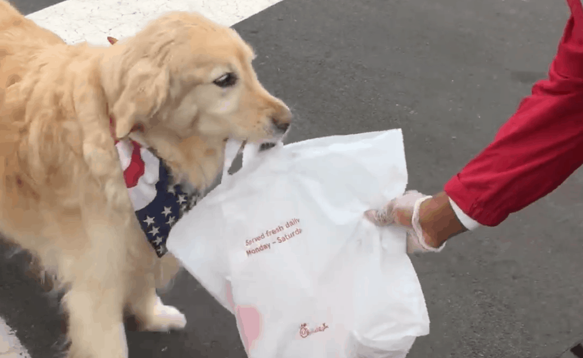 Very Good Dog Masters Curbside Pickup at Chick-fil-A - The Dogington Post