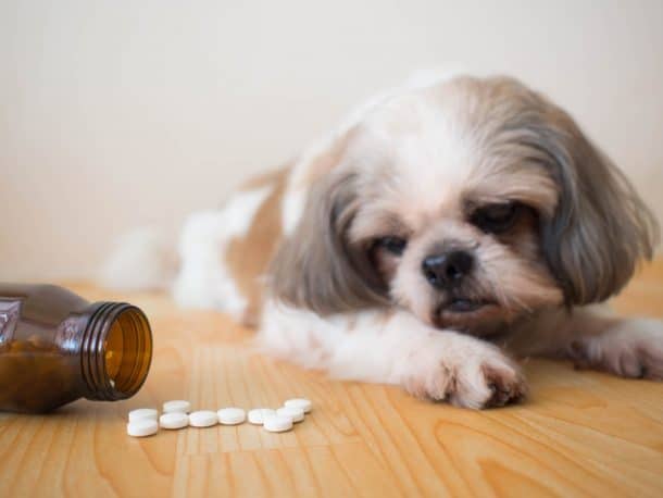 10 Most Common Causes of Poisoning in Dogs - The Dogington Post