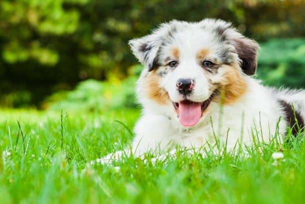 10 Most Common Causes of Poisoning in Dogs - The Dogington Post