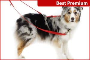 The Best No-Pull Harnesses For Dogs