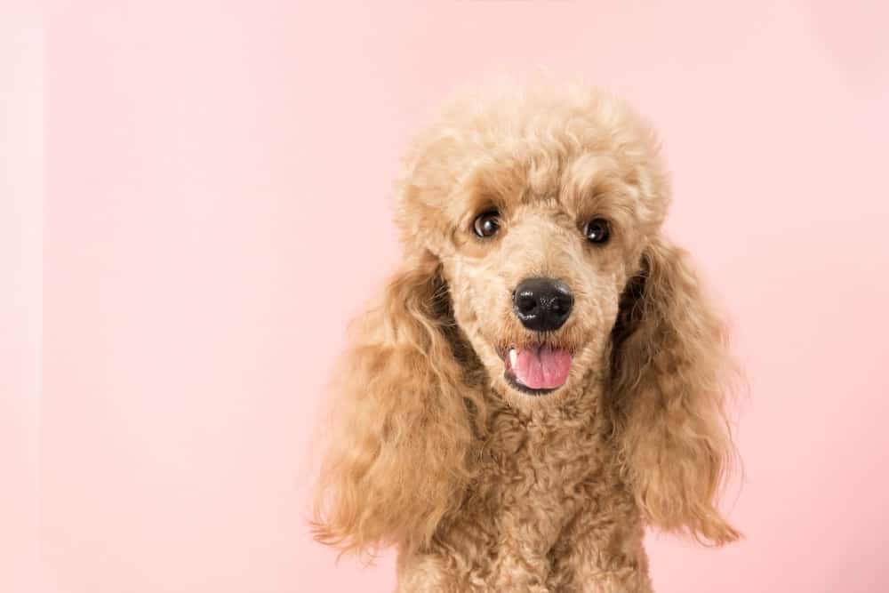 when should poodle puppy get first haircut