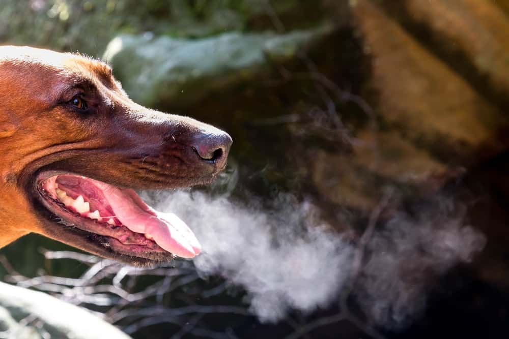 Dog Breath? Bad Breath Isn't Actually Normal for Healthy Dogs The