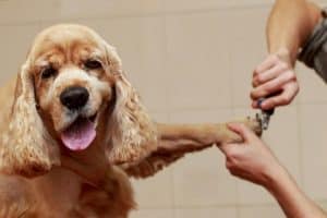 How to Keep Your Dog Still When Grooming: Pro Groomer Tips - The