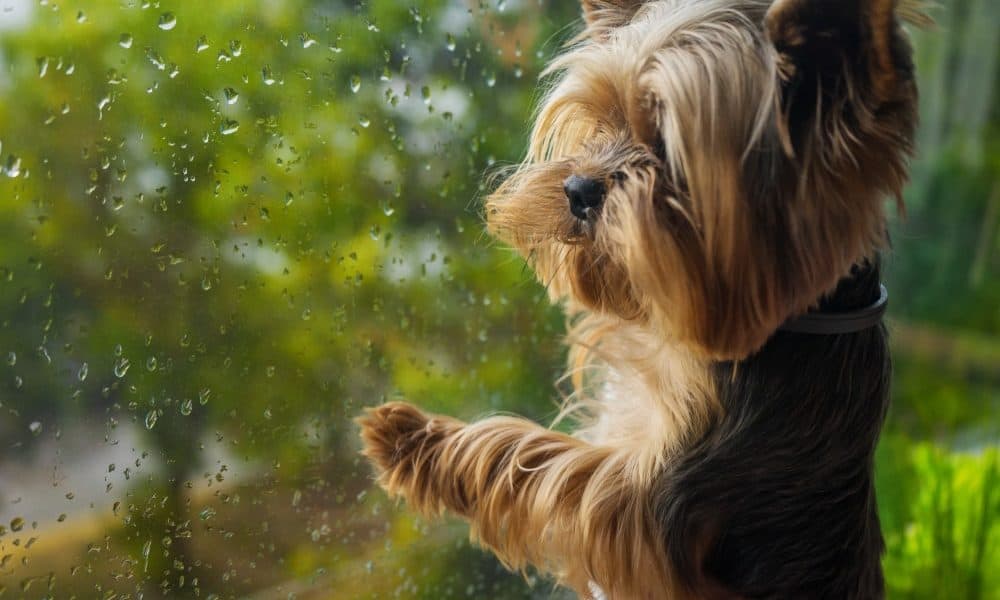 https://www.dogingtonpost.com/wp-content/uploads/2020/09/rainyday-min-1000x600.jpg