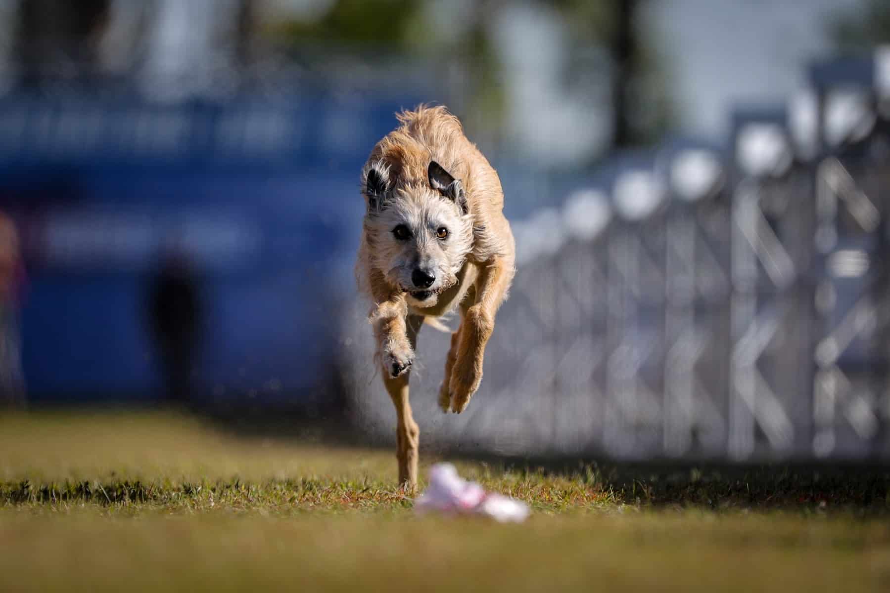 The Fastest Dog in the Nation Could Outrace Usain Bolt! The Dogington