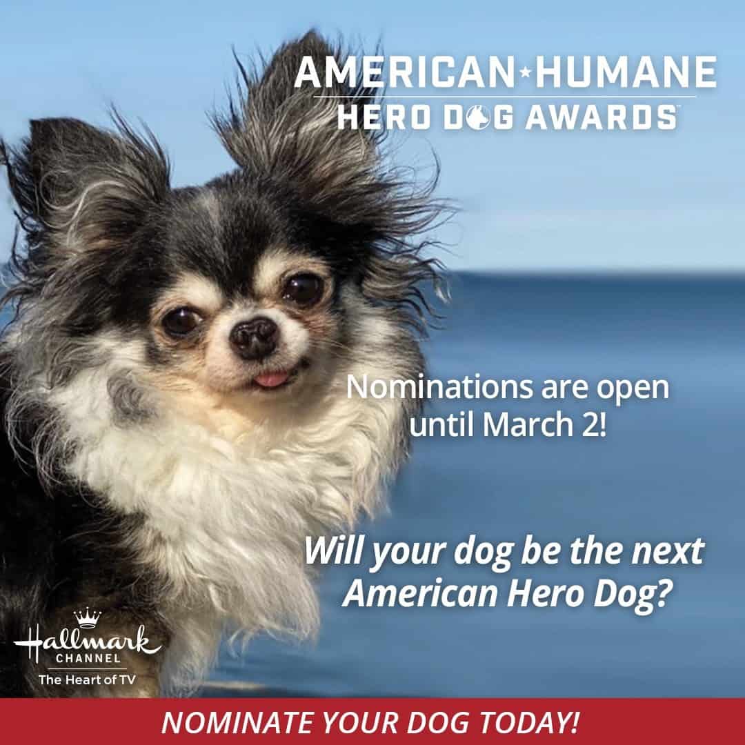 American Humane Hero Dog Awards 2021 Nominations The Dogington Post