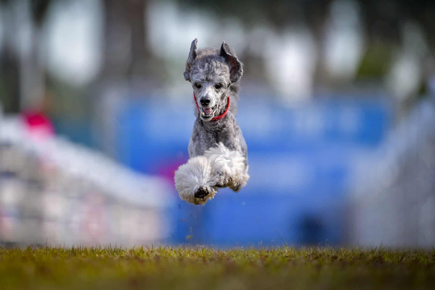 The Fastest Dog in the Nation Could Outrace Usain Bolt! The Dogington