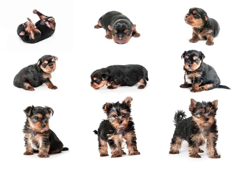Puppy Development Stages: Your Puppy During the First 6 Months