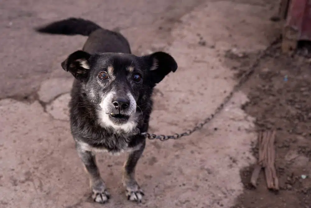 can you shoot a dog on your property in florida