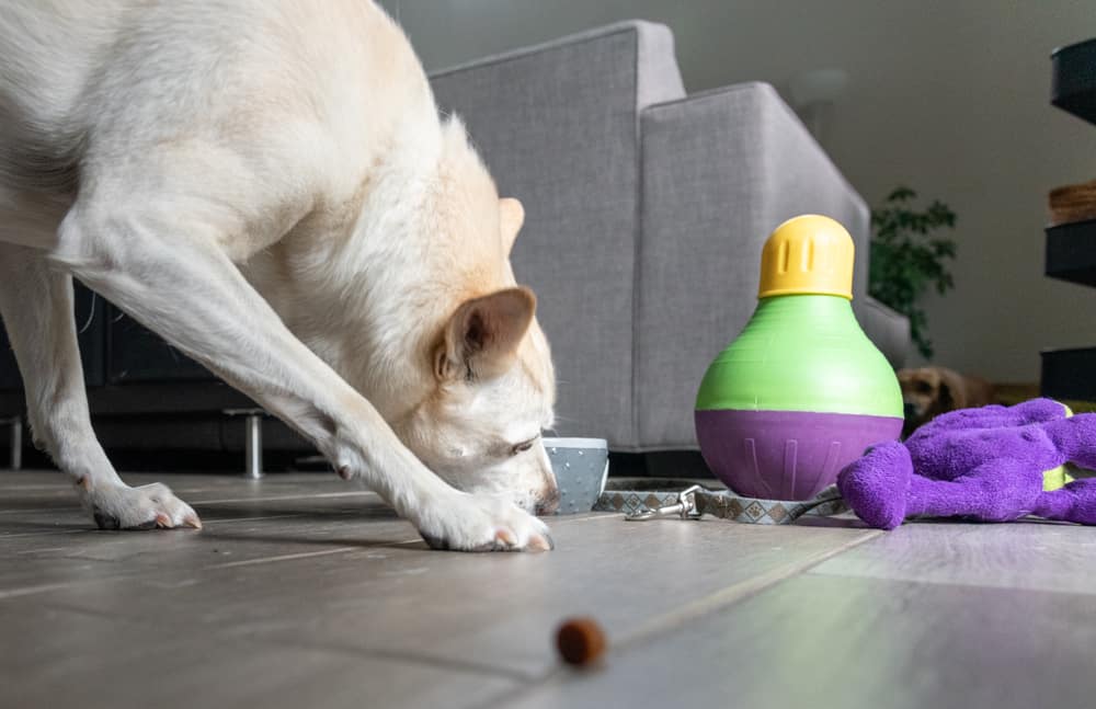 8 Great Dog Bowl Alternatives (And Why Your Dog Might Love One)