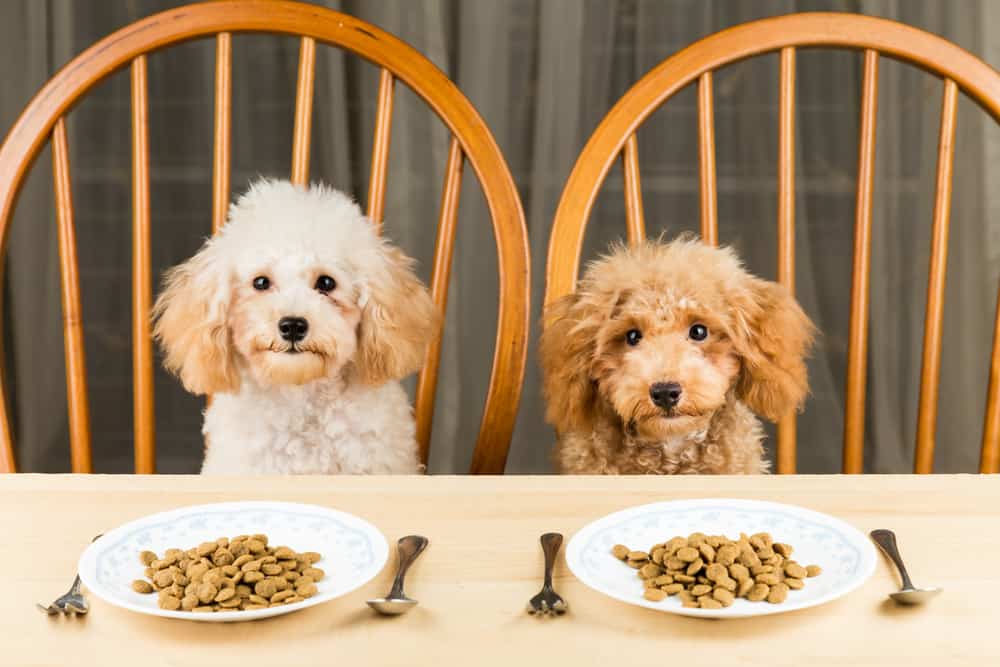 A List of Human Foods Dogs Can't Eat - The Dogington Post