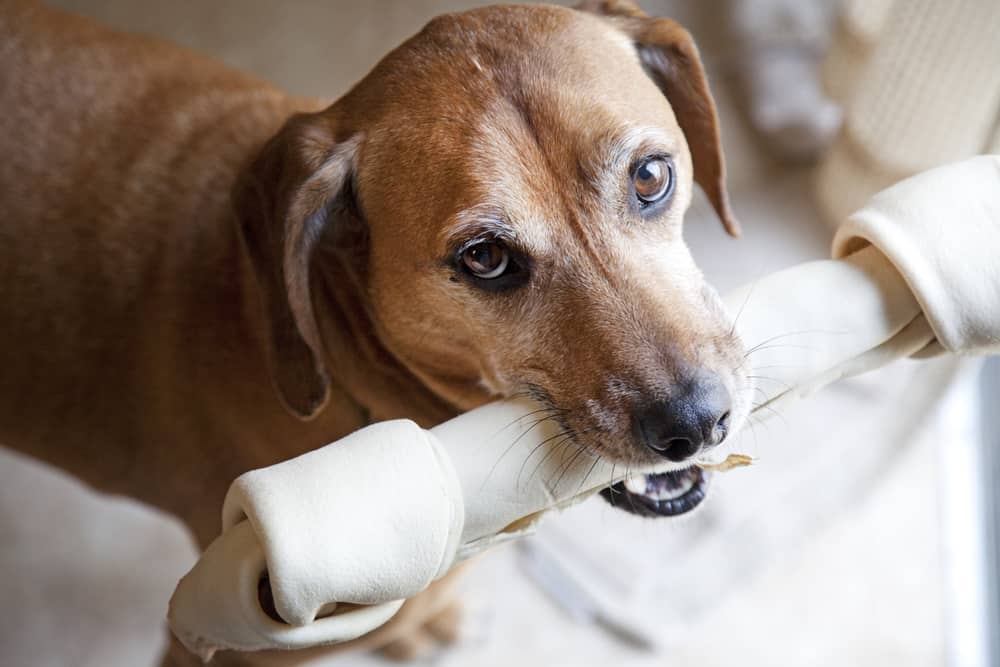 Should Dogs Eat Nylabones? Learn About Safer Alternatives