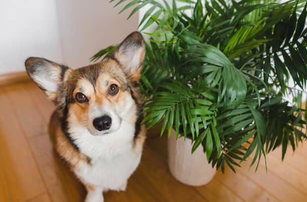 10 Plants Toxic To Dogs: Avoid These In Your House - The Dogington Post