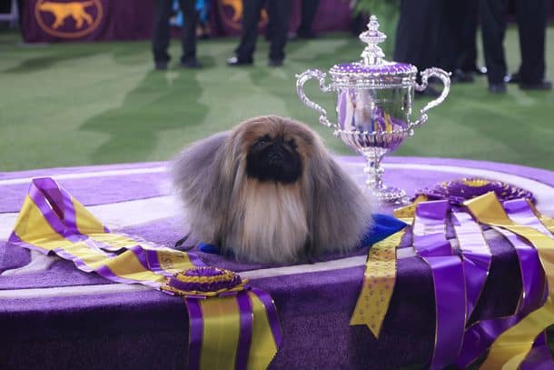 'Wasabi' the Pekingese Wins Best in Show - The Dogington Post