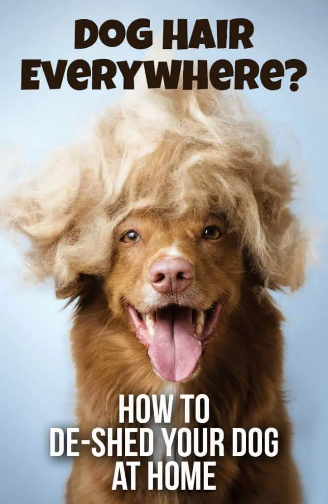 how to not get dog hair everywhere