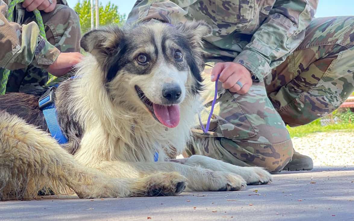 A Dog Beloved by Soldiers Overseas Turned Up with Bullet Wounds, Paws ...