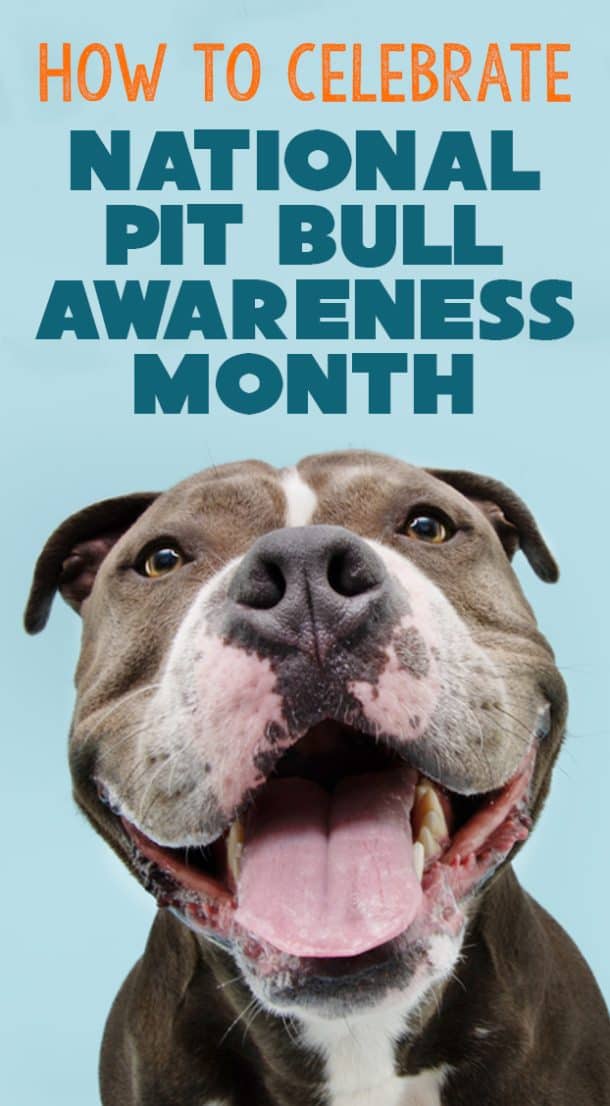 October Is National Pit Bull Awareness Month! - The Dogington Post