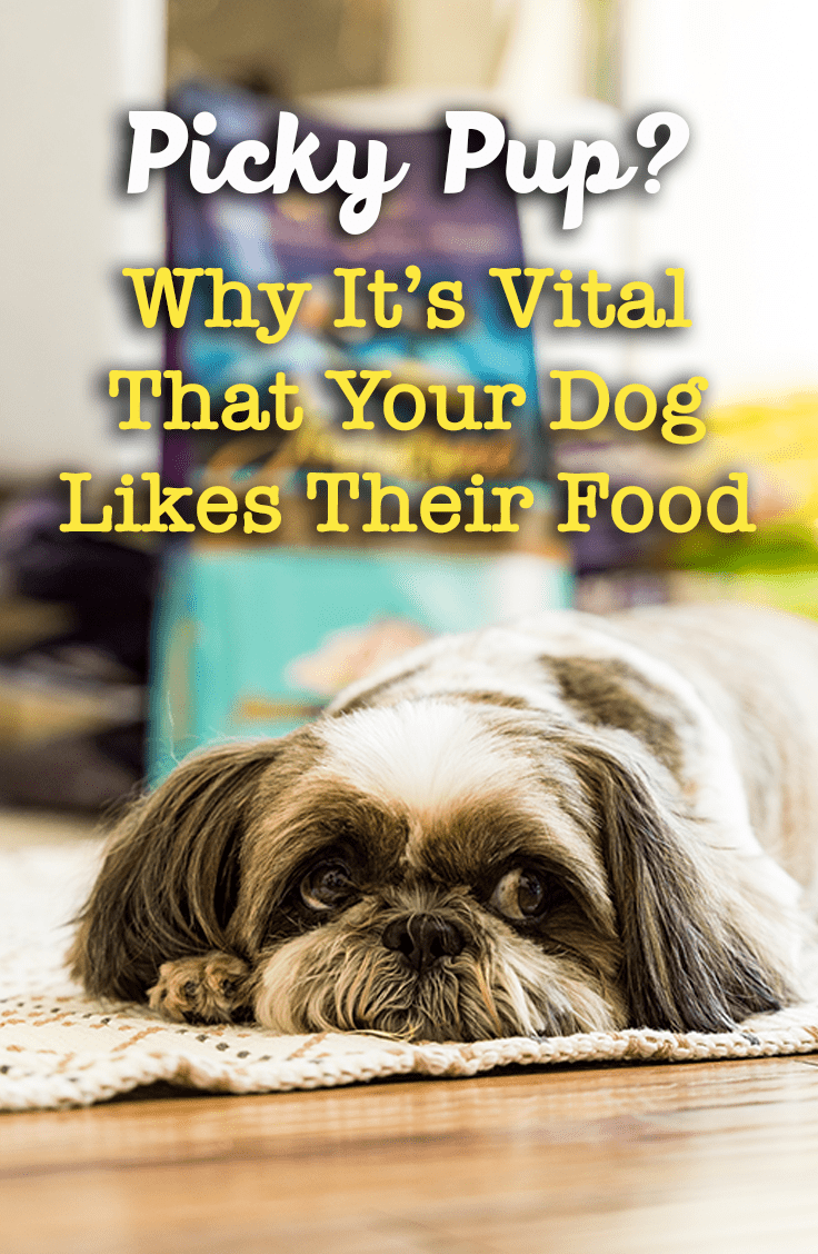 Why It Matters if Your Dog Likes Their Food