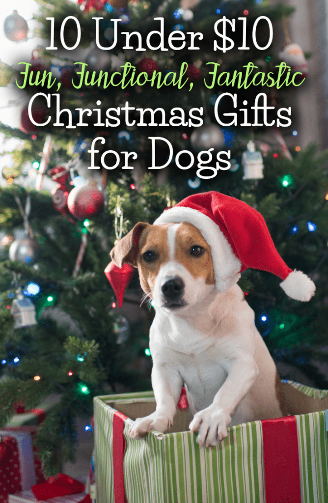 Ultimate Christmas Gift Guide: 10 Christmas Gifts for Your Dog