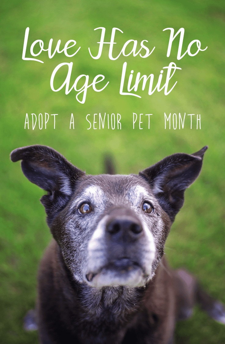 Love Has No Age Limit: Consider An Older Best Friend During Adopt A ...