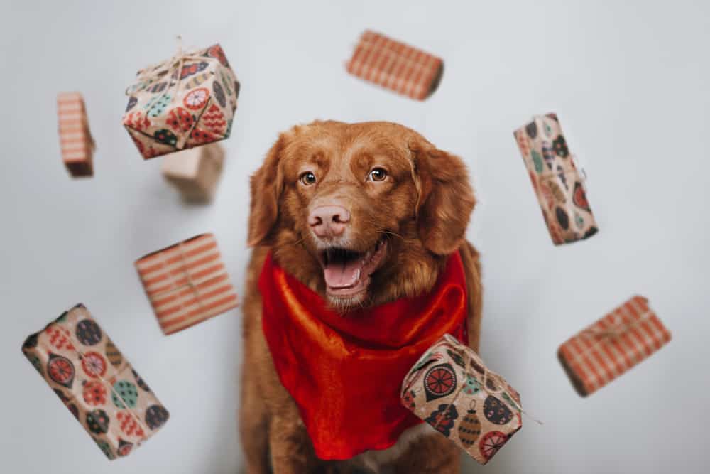 10 Holiday Gifts for Puppies