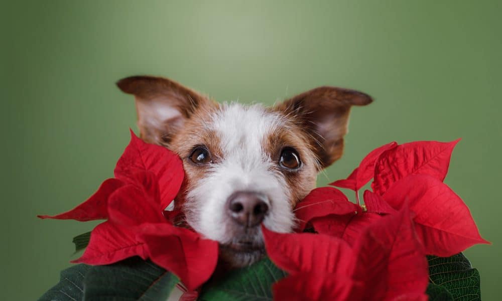 are poinsettia poisonous to cats and dogs