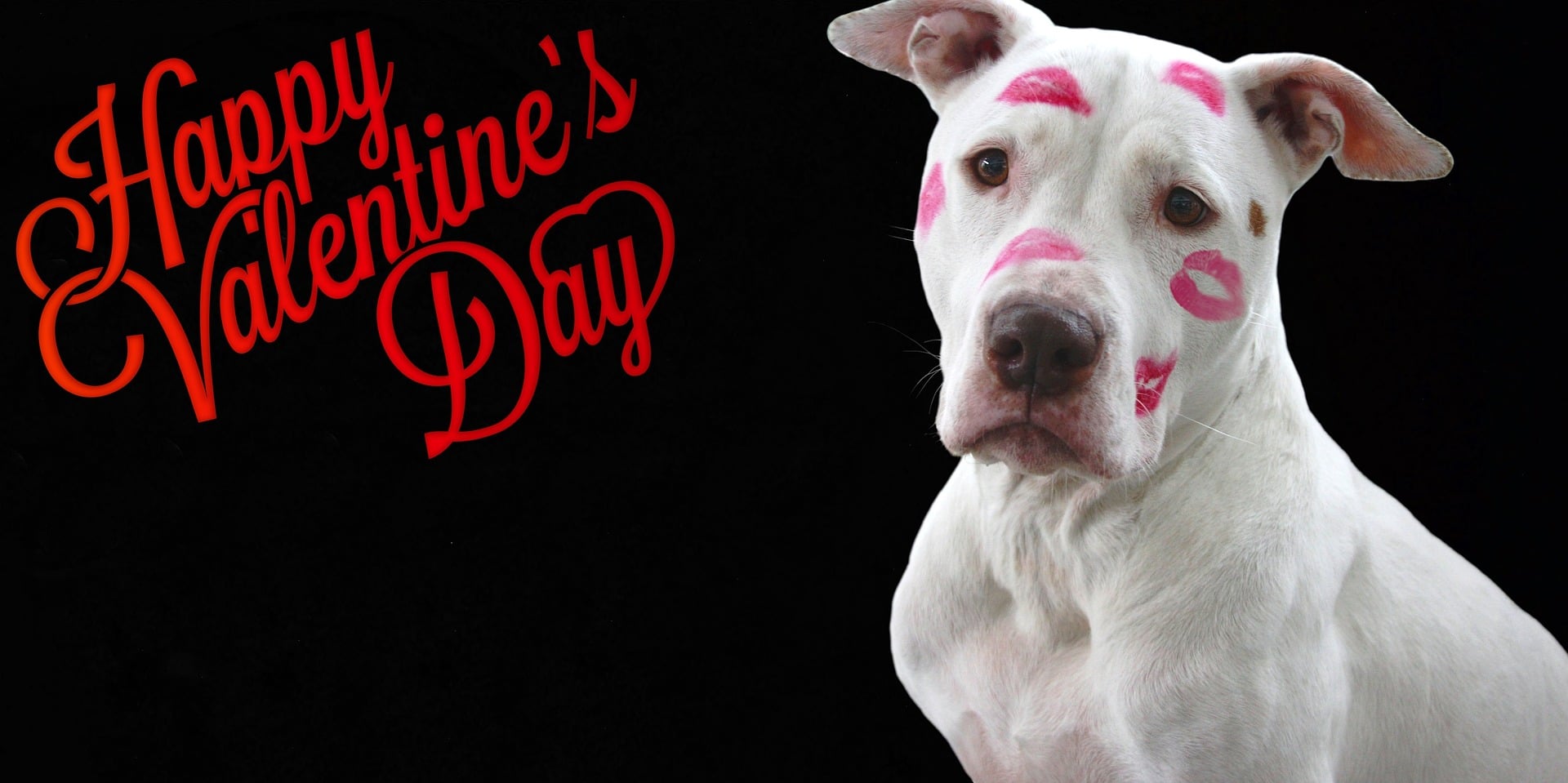 valentine-s-day-dog-treats-wagging-tails-and-happy-hearts-the