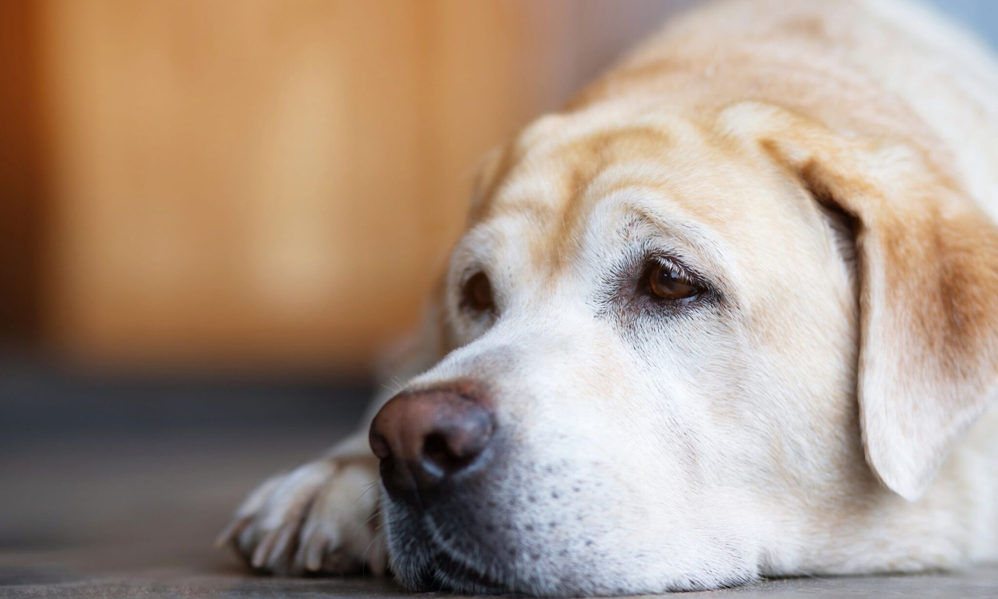 do dogs grieve over other dogs