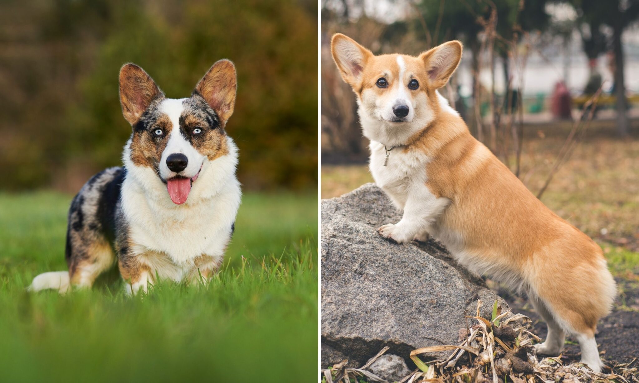 Here's What You Need To Know About Corgis - The Dogington Post